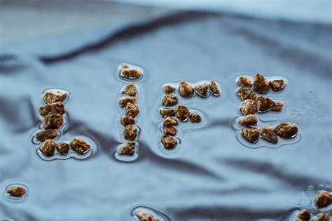 Sinking vs Floating Fish Feed: Which is Best for Your Farm?
