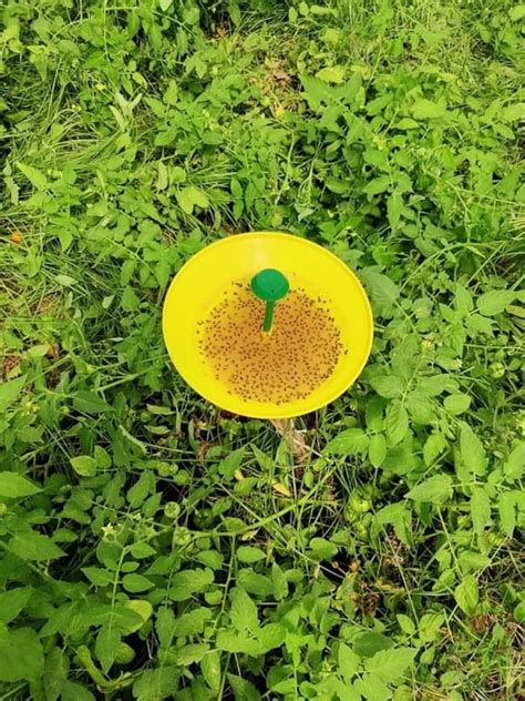 "Farm Toom Lure - Tuta absoluta - Tomato Leaf Miner" (Pack of 1)