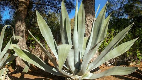 Image result for Century Plant Root System