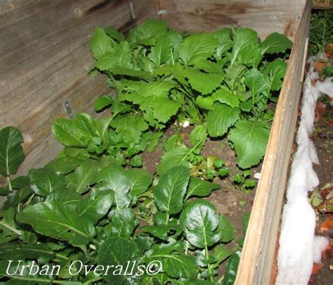 Build a Cheap Cold Frame 的图像结果