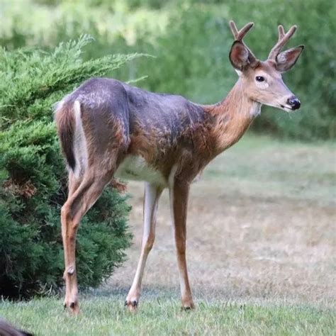 Image result for Deer Exploding