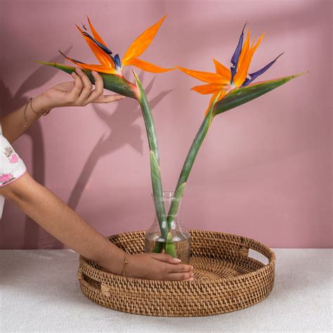 bird of paradise - Cut stems – Shades of Spring
