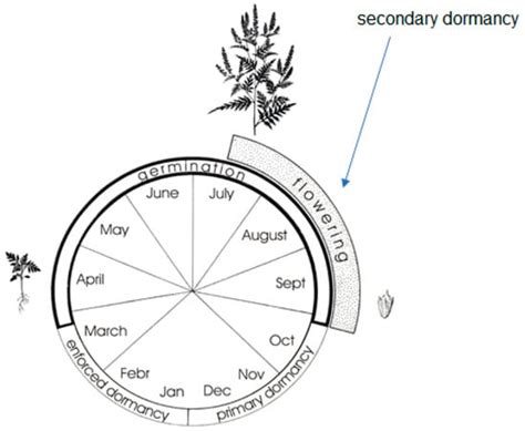 Common Ragweed—Ambrosia artemisiifolia L.: A Review with Special ...