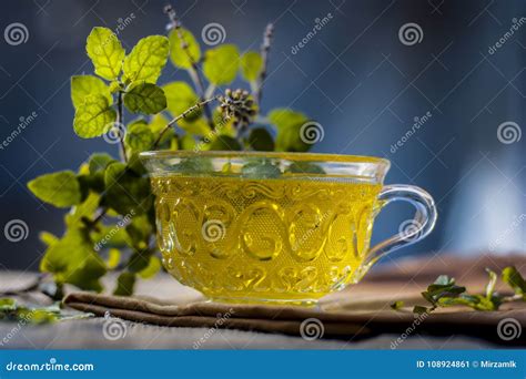 Tea Of Holy Basil,tulsi,Ocimum Tenuiflorum,in A Transparent Cup With Leaves Beneficial For Heart ...