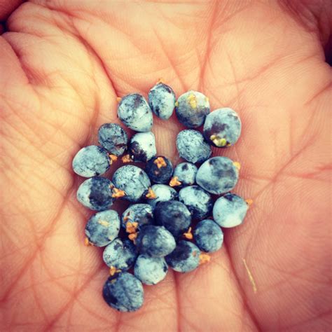 Cooking With Juniper Berries