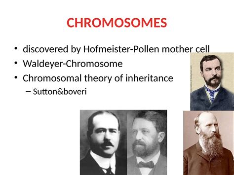 Who Discovered Y Chromosome