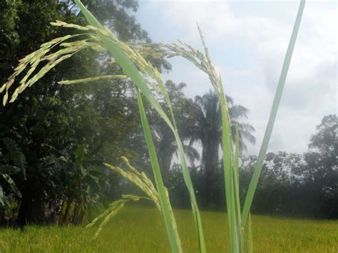 Burkholderia glumae | Encyclopedia MDPI