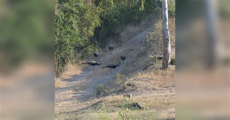 Morachi Chincholi | LBB