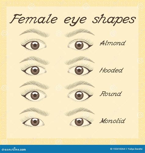 Various female eye shapes. stock vector. Illustration of frame - 155410264