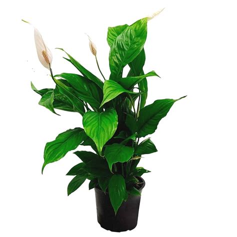 Buy Peace Lily Plants Online Delhi NCR, Order Peace Lily Plant ...