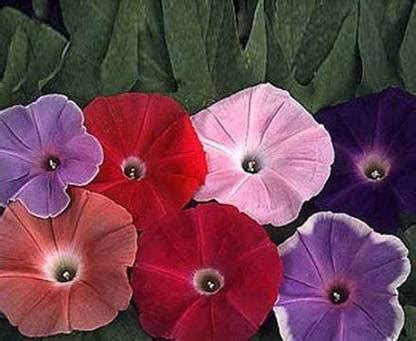 CYBEXIS Morning Glory Ipomoea Early Call Mix Flower Seeds Seed Price in ...
