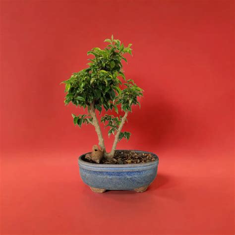 Buy Bonsai Indoor and Outdoor | Online | Idyl | Only for Artisans