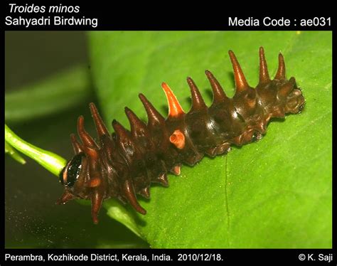 Troides minos | Butterfly
