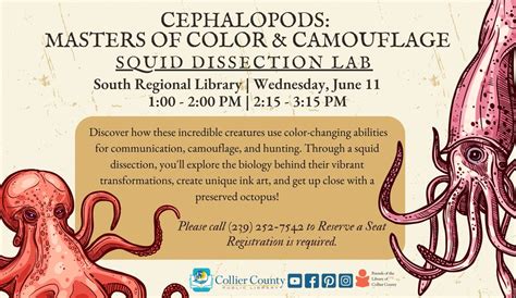Cephalopods: Masters of Color & Camouflage Squid Dissection Lab at ...