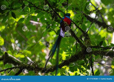 Wildlife: the Resplendent Quetzal, a Symbol for Ancient Civilizations Stock Image - Image of ...