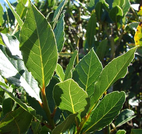 Plant Facts | Bay Leaf