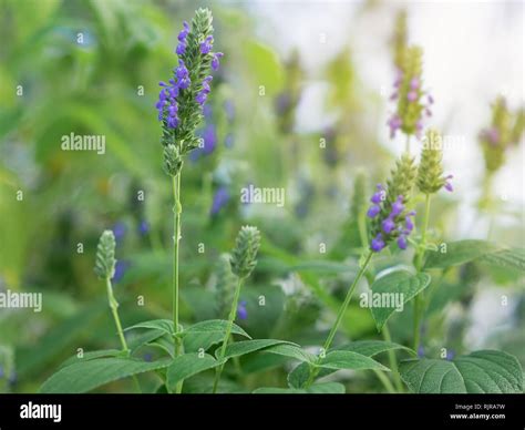 Salvia hispanica flowers, known as Chia, a healthy food plant with ...