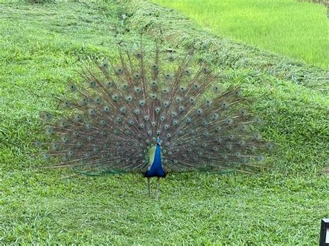 JETWING KADURUKETHA (Kotikambokka) - Hotel Reviews, Photos, Rate ...