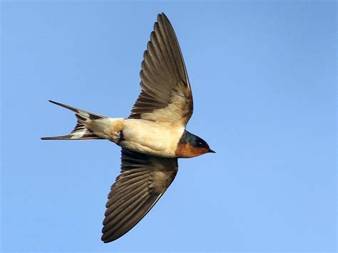 Barn Swallow | Celebrate Urban Birds