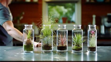 How to Properly Water Air Plants 的图像结果