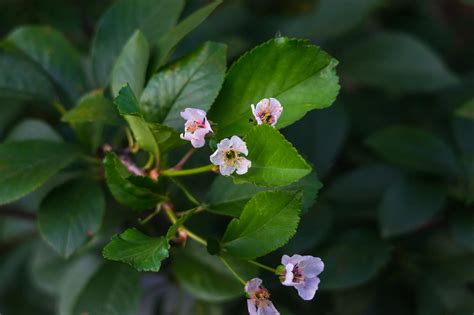 Premium Photo | Close-up of white flowering plant