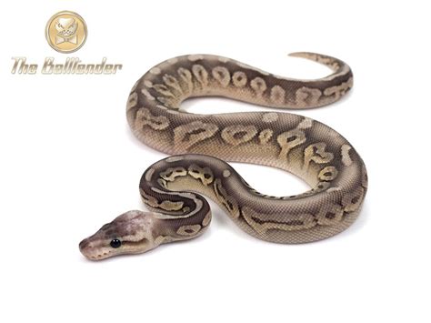 Image result for Silver Ball Python
