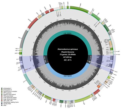 The Complete Chloroplast Genome of the Green Algae Desmodesmus spinosus ...