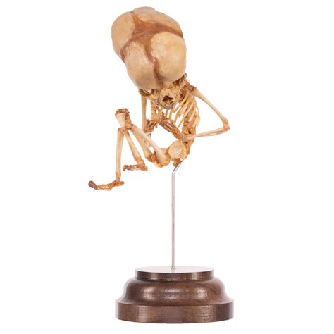 Real Human Fetal Skeleton On Stand For Sale — Skulls Unlimited ...