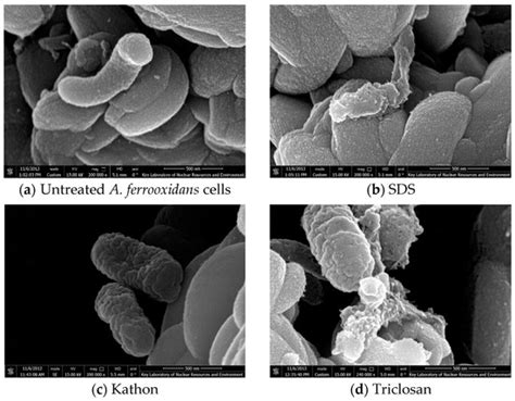 Effect of Bactericides on Control of Acidification Pollution and ...