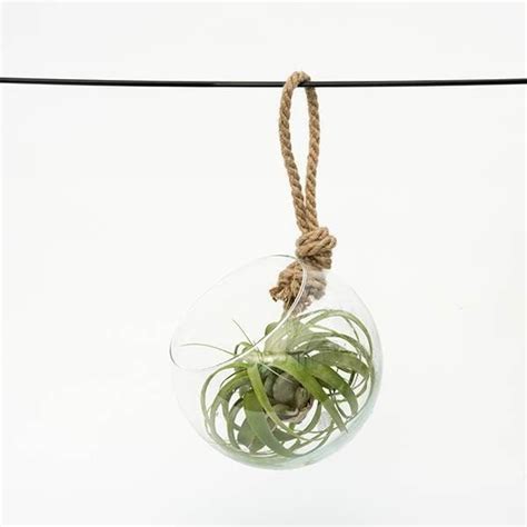 Buy extra large air plant with hanging glass orborterrarium Tillandsia ...