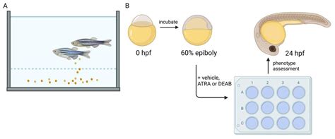 Zebrafish as a Model to Study Retinoic Acid Signaling in Development ...