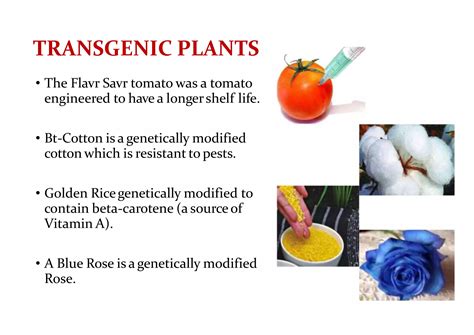 Genetic Engineering Basic Steps 的图像结果