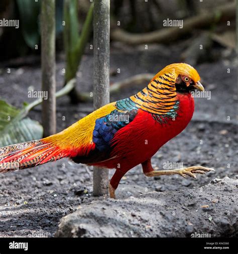Adult male of the Golden Pheasant, or Chinese Pheasant (Chrysolophus ...