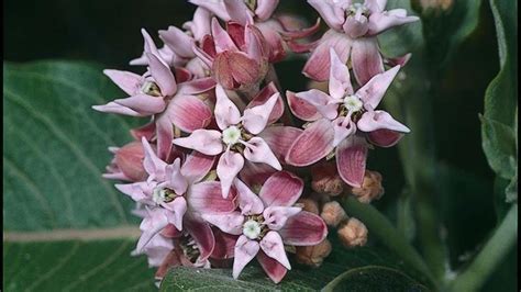Plant milkweed to help monarch butterflies survive in California | San ...