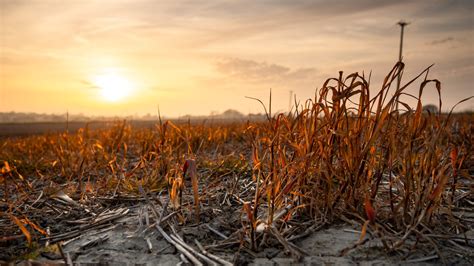 Image result for Rotting Fodder