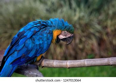 Image result for Parrot Side View