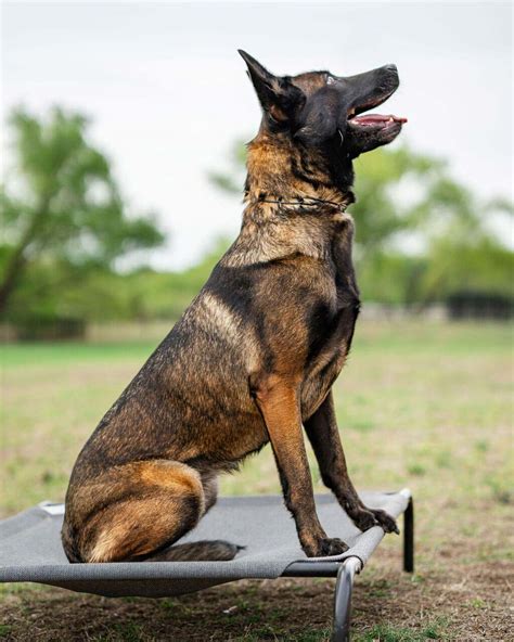 Belgian Malinois Dog For Adoption Bonsai, A Belgian Shepherd