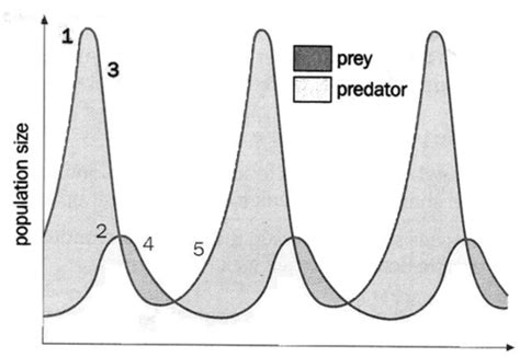 Image result for Predator-Prey Cycles