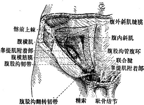 图426 腹股沟管-人体解剖学-医学