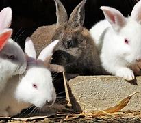 Image result for Rabbit Farming Pictures