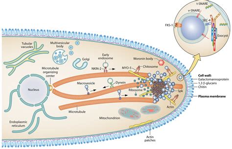 Fungi Cell Structure 的图像结果