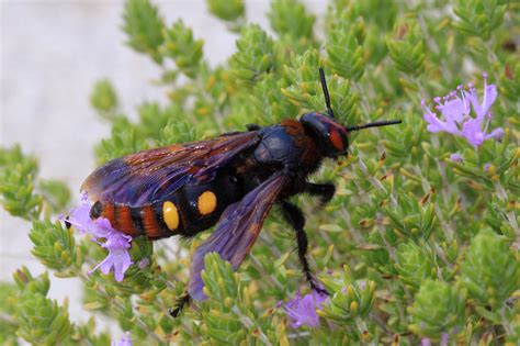 Galerie » Blanokřídlí (Hymenoptera)