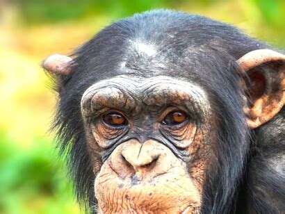 Cultura en los chimpancés | Meer