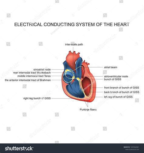 Conduction System Of The Heart Diagram