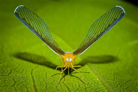 Image result for mayfly