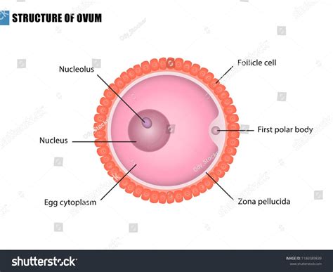 Ovum Structure Egg Cell Vector Esp10 Stock Vector (Royalty Free) 1186589839 | Shutterstock ...