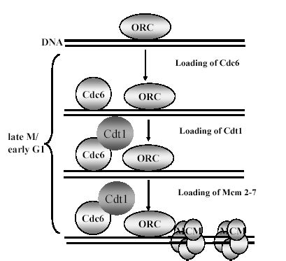 Image result for Pre-Replication Complex