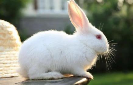兔子的尾巴有什么作用 兔子的尾巴的作用_知秀网