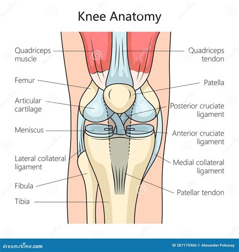 Anatomy of Human Knee Joint Medical Science Stock Vector - Illustration of system, diagram ...