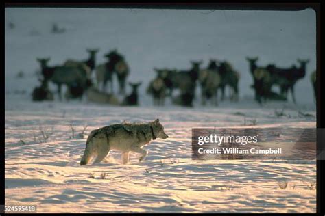 Image result for Yellowstone Park Wolves